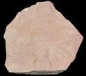 Cretaceous Fossil Ginkgo Leaf - Russia #72431-1